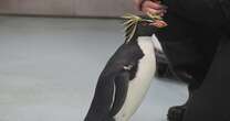 Marley the painting penguin becomes a social media sensation