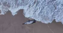 Rescue teams attempt to save sea animals that wash up on California beaches