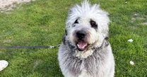 Family grieves dog shot by LAPD officer during Knicks celebration