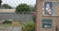 Remains of at least 117 dogs found at California animal rescue organization