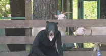 Japan holds drill featuring man in a bear suit after surge of attacks and sightings