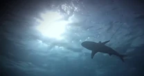 12-year-old boy saved by brother after shark attack in the Bahamas
