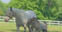 American pony raises rare Asian wild horse