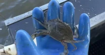 Blue crab population decline causes seafood price hike in Maryland
