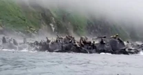 Panicked sea-lions dive into the sea as quake rocks eastern Russia