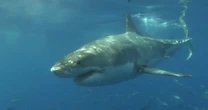 Beachgoers on high alert as shark sightings rise on East Coast
