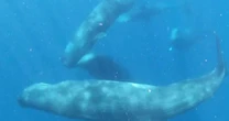 Harvard researchers study how to communicate with whales