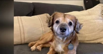 Rescue pup named Tiki captures hearts of millions online
