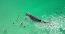 Video shows large whale joining swimmers off Australian beach