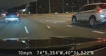 WATCH: Chihuahua runs along busy highway as motorists shield it from traffic