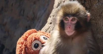 2 men detained after break-in at enclosure of 'Punch' the monkey