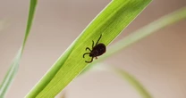 Emergency room visits for tick bites on the rise