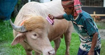 Sacrificial albino buffalo spared after Trump resemblance