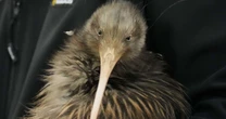 Iconic kiwi birds reintroduced around New Zealand’s capital
