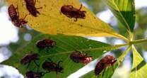 South Carolina residents calling police over noisy cicadas