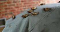 Cicadas swarm South, with trillions expected for the biggest invasion in centuries