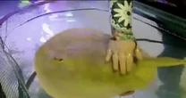 Mysterious stingray pregnancy leaves many to wonder if shark is father