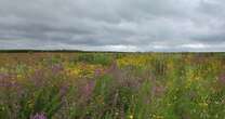 'Prairie strips' bring beauty to farms with big environmental benefits