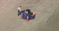 Human head washes ashore on Florida beach