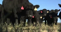 Beef prices soar to record highs