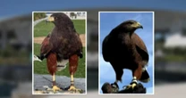 Trained hawks missing after being stolen during football game