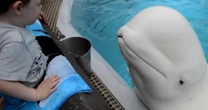 MarineLand, Canadian government at odds over future of park's beluga whales