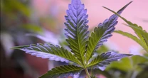 Study finds teens who use marijuana are more likely to suffer from psychotic disorders
