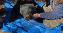 Man seriously injured by grizzly bear protecting her cub in Wyoming