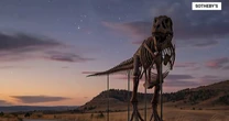 T. rex skeleton sells for $50 million, becoming most expensive fossil ever sold