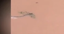 Hundreds of snakes loose in China after typhoon