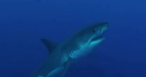 Shark sightings on the rise this summer