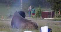 Bison launches man nearly eight feet into the air during attack at Yellowstone