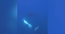 Video shows an orca torpedoing toward a sunfish, blowing it into pieces