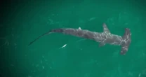 Record shark sightings reported at popular New York beach