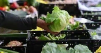 How the cyclospora outbreak is impacting the food industry