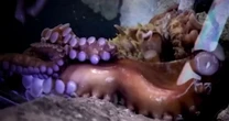 Mother says son injured after octopus latched on during aquarium visit