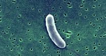 Two dead after getting flesh-eating bacteria from raw oysters in Louisiana
