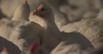 WHO confirmed a man in Mexico died from the bird flu. Here's what to know