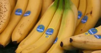 Chiquita found liable for funding paramilitary group during Colombia civil war