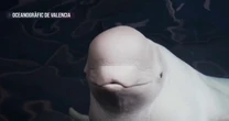 Beluga whales evacuated from Ukraine in complex mission
