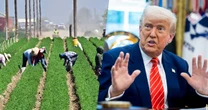 Flip-flopper in chief: Trump claims to soften immigration policy without action