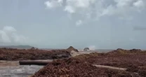 Record seaweed bloom stinks up prime Caribbean vacation beaches