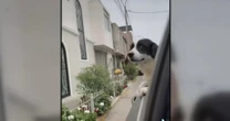 Dynamite Dog: Family pet hailed a hero after defusing dynamite in home attack in Peru