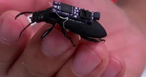 'Cyborg' beetles being developed to help in rescue efforts