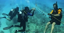 IVF is helping coral reef restoration with a reproductive boost