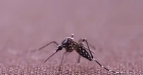 China fights spread of mosquito-borne chikungunya virus