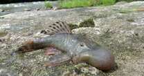 'Scientists have never seen anything like this': Blob-headed fish among new species discovered