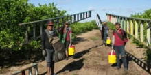 Supreme Court ruling restricts unions from reaching California farmworkers