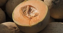 More deaths blamed for salmonella outbreak from cantaloupes