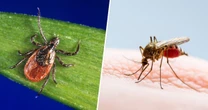 Tips to Protect Yourself From Ticks and Mosquitos This Summer
